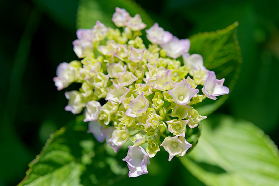 _DSC1534_DxO