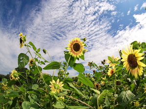 P8156095
