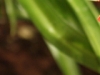 iso500