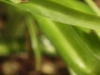 iso1600