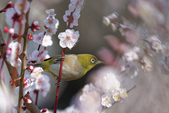_DSC2375_DxO