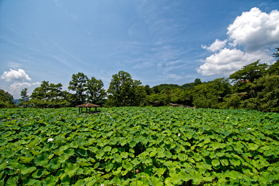 _DSC2642_DxO