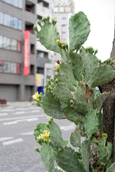_DSC0863_DxO