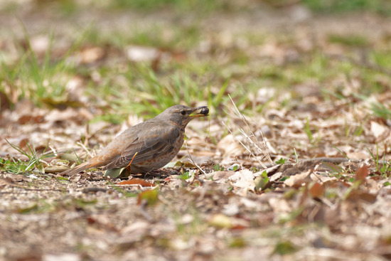 _DSC2441_DxO