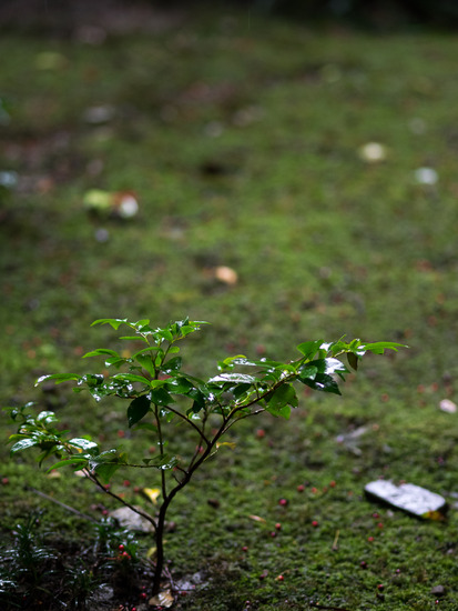 P3050034