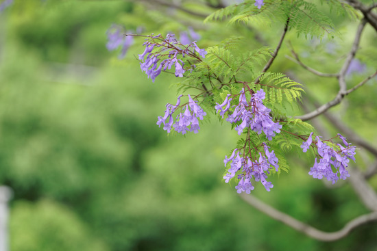 _DSC6286_DxO