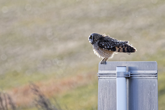 _DSC1464_DxO