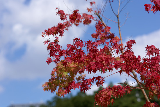 _DSC8334_DxO