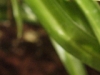 iso1250