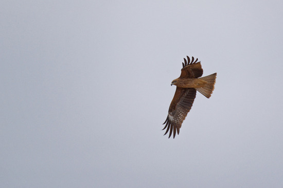 DSC_0242_DxO