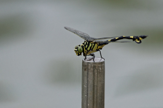 _DSC5763_DxO