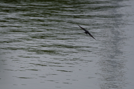 _DSC5794_DxO