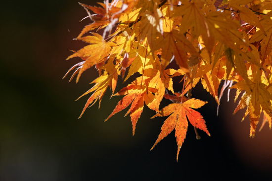 _DSC0266_DxO