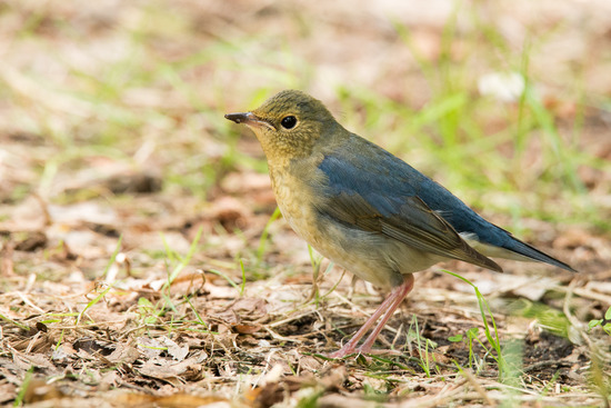DSC_9801-3