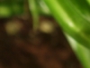 iso400