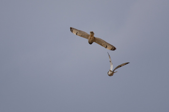 DSC_0623_DxO