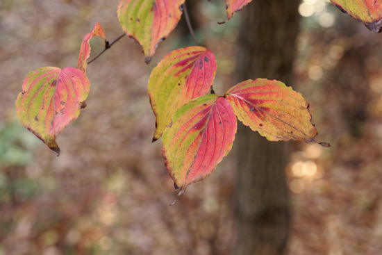_DSC0043_DxO
