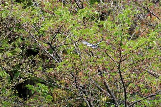 DSC_4627_DxO