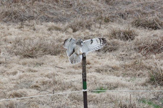 DSC_0501_DxO