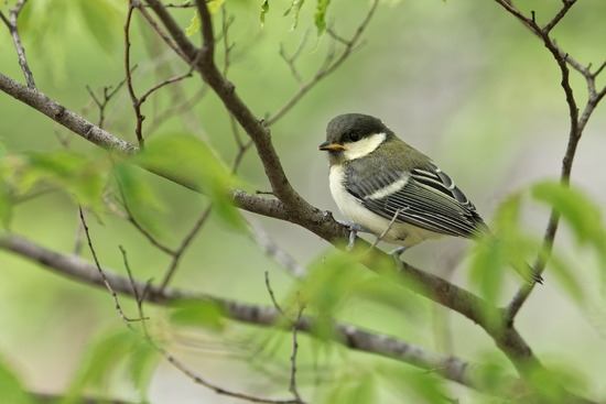 _DSC6288_DxO