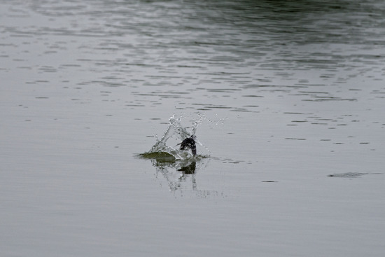 _DSC5796_DxO