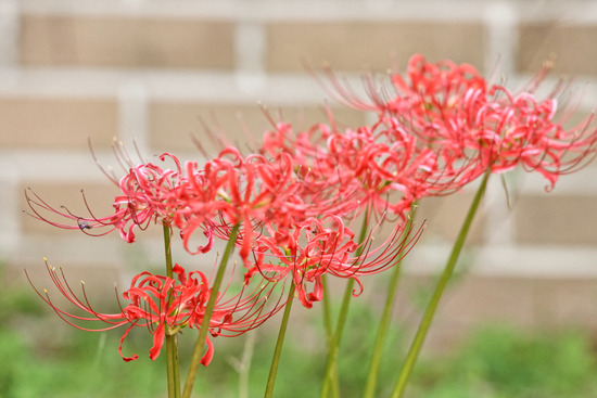 _DSC8498_DxO