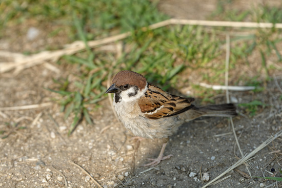 _DSC1896_DxO