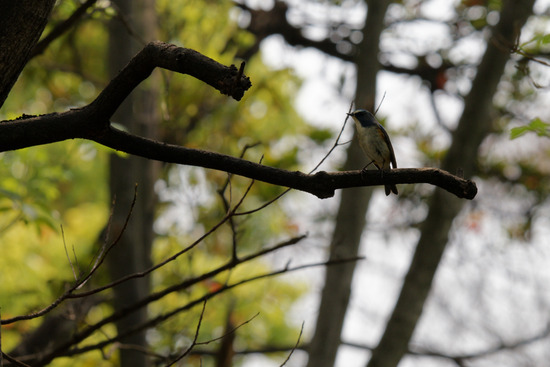 DSC_4455_DxO