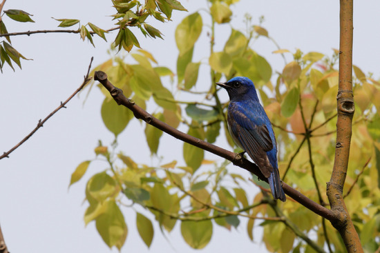 DSC_4623_DxO