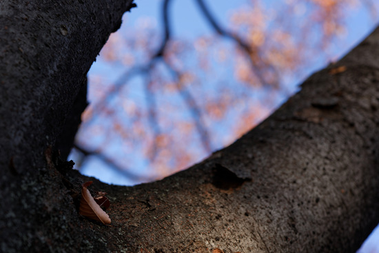 _DSC9953_DxO