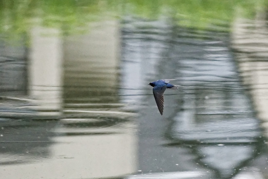 _DSC6146_DxO