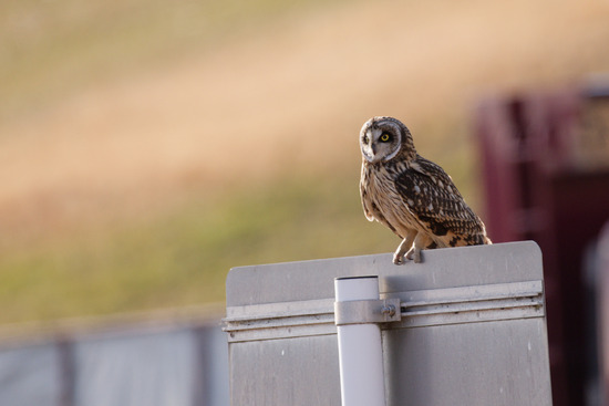 _DSC1278_DxO