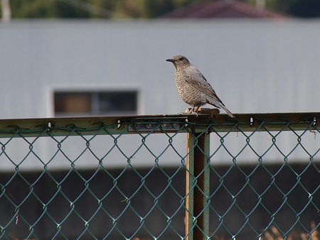 P3057375