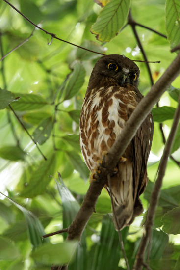 _DSC6591_DxO