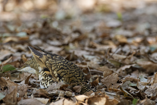 _DSC1740_DxO