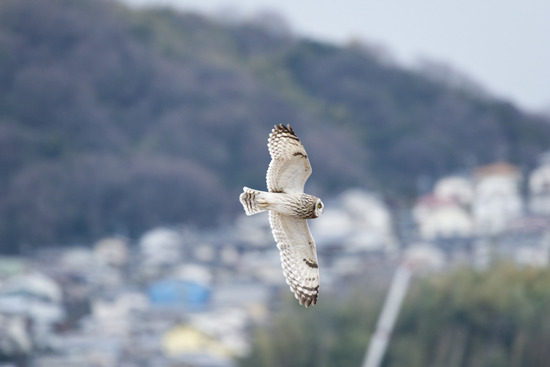 DSC_0379_DxO