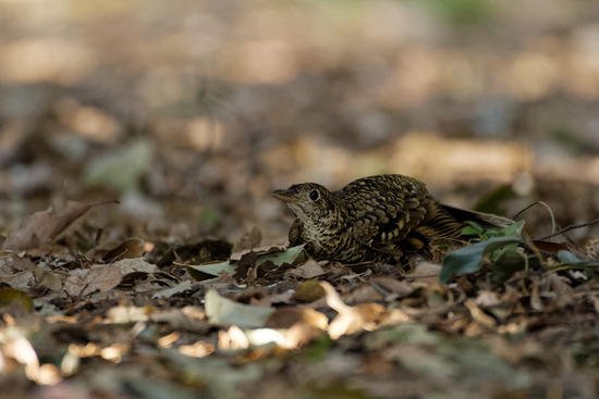_DSC1701_DxO