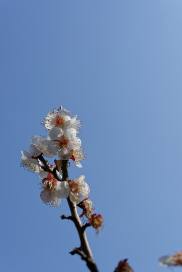 _DSC2352_DxO