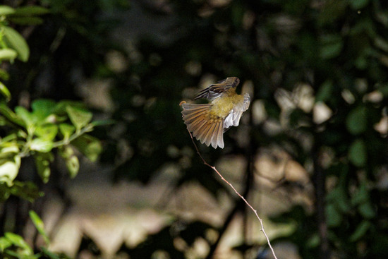_A230337_DxO