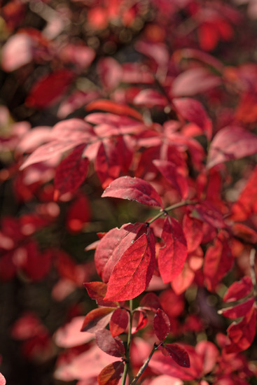 _DSC9962_DxO