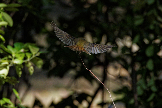 _A230338_DxO