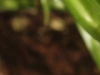 iso1000