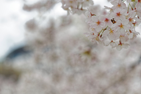 _4030277_DxO