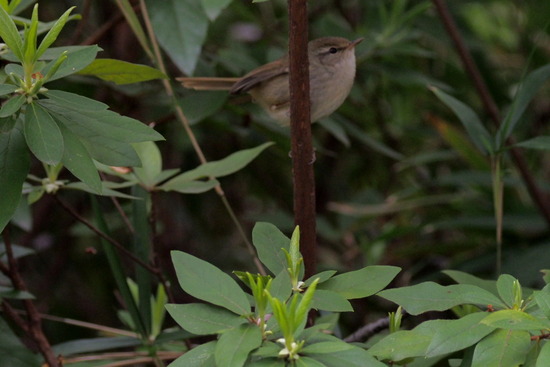 EM561708