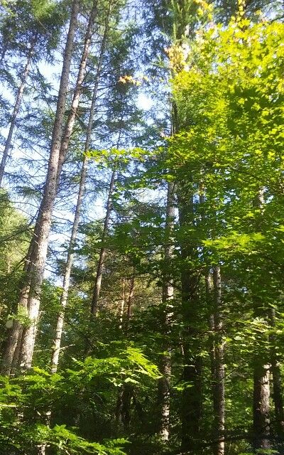 20180709_074943-400x640