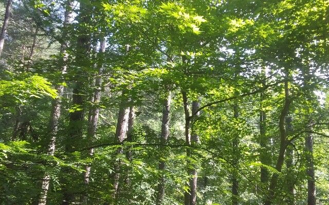 20180709_074936-640x400