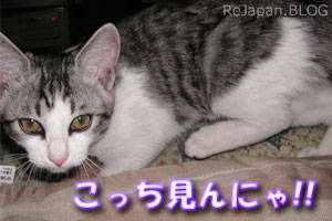 こっち見んにゃ