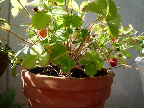 P1110890