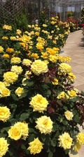 写真 2 (1)