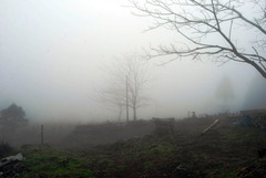 DSC_50331